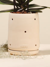 Orquídea Premium en Matera Frailejón (Solo en Medellín)